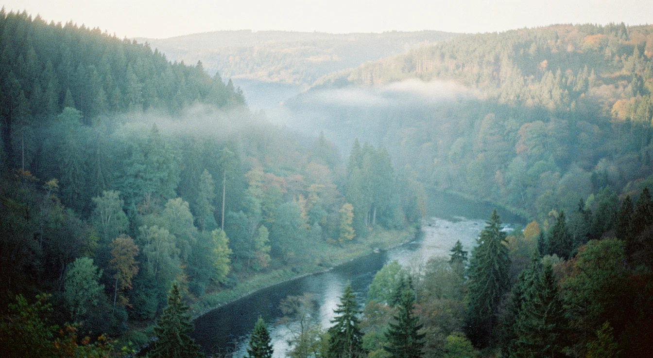 Blick über das bewaldete Murgtal im Morgenlicht